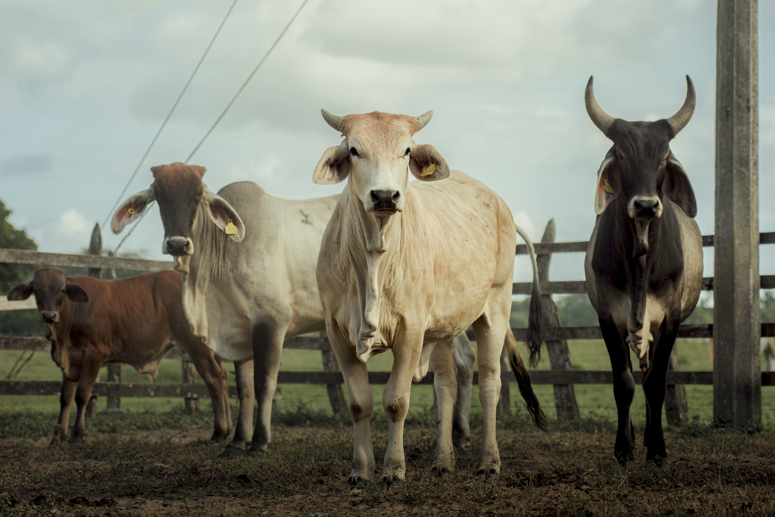 SEDAFOP POLITICA GOBERNADOR TABASCO FOTOGRAFÍAS ADRIEL CANCHÉ FOTÓGRAFO2
