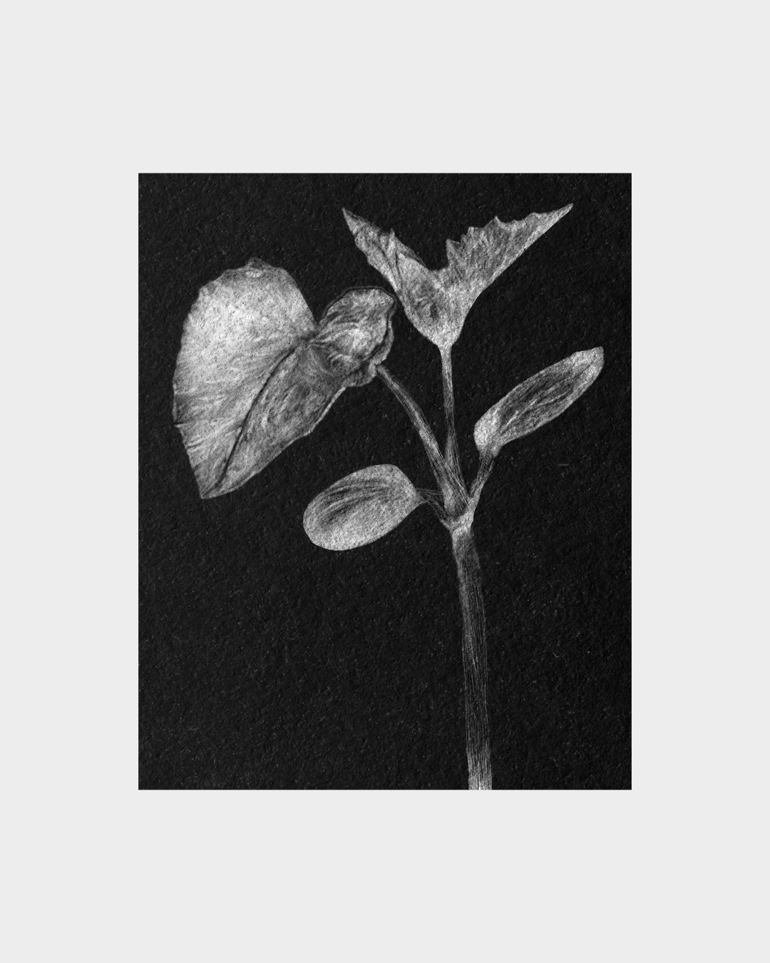 cacao dibujo